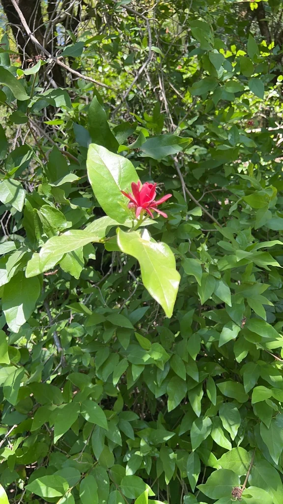 Calycanthus Occidentalis