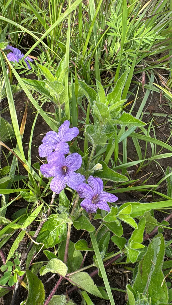 Ruellia Humilis