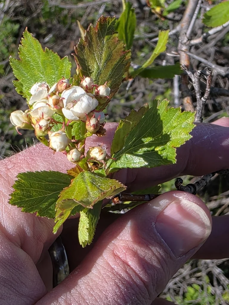 Crataegus Douglasii