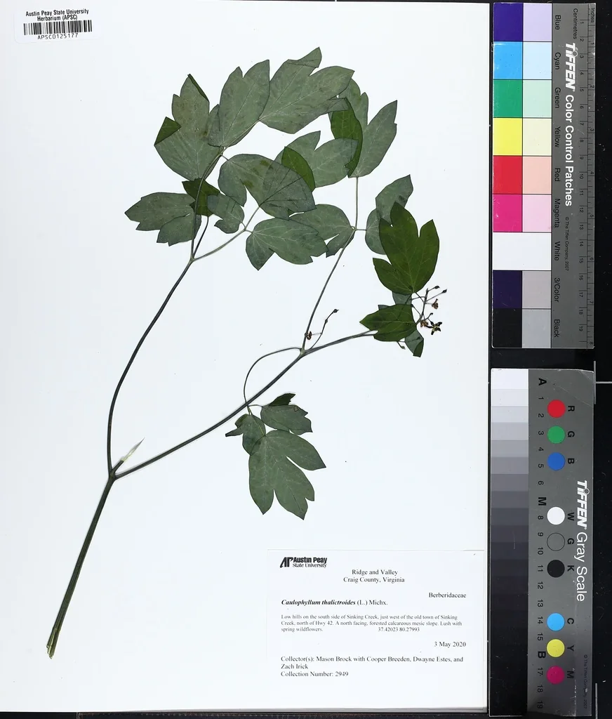 Caulophyllum Thalictroides