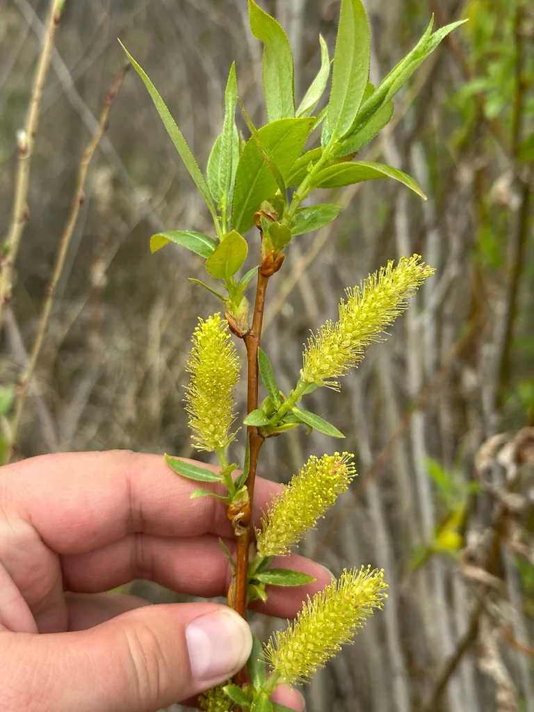 Salix Lucida Ssp. Lasiandra