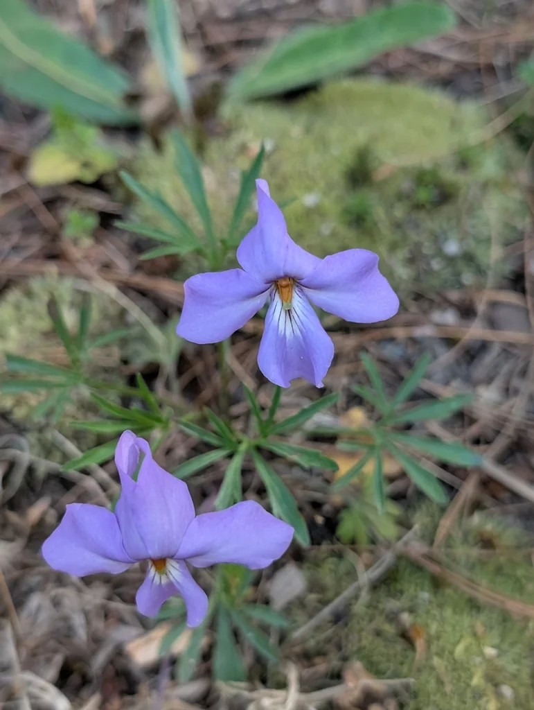Viola Pedata
