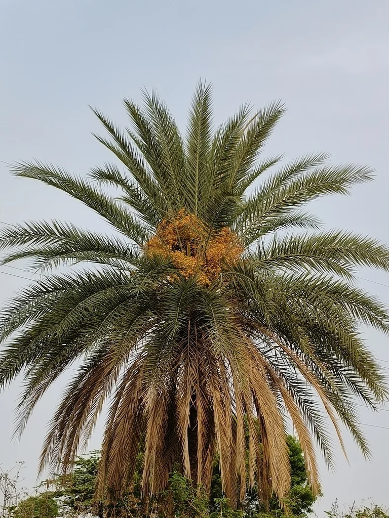 Phoenix Sylvestris