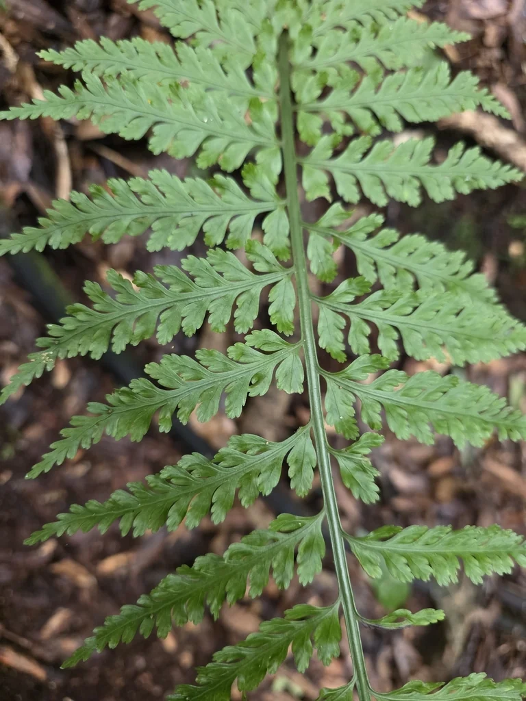 Asplenium Bulbiferum
