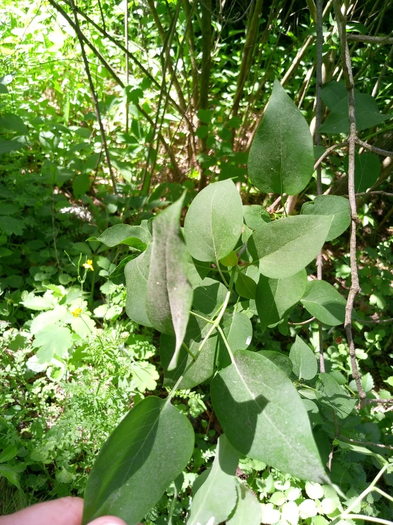 Syringa Vulgaris