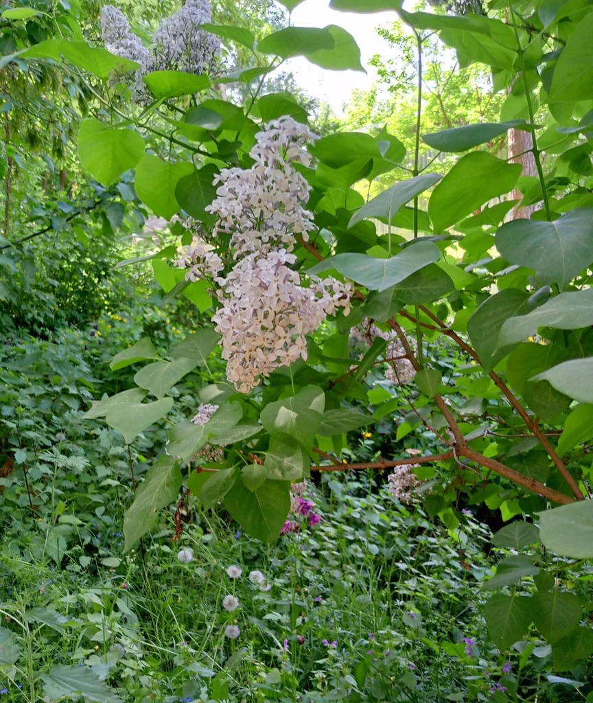 Syringa Vulgaris
