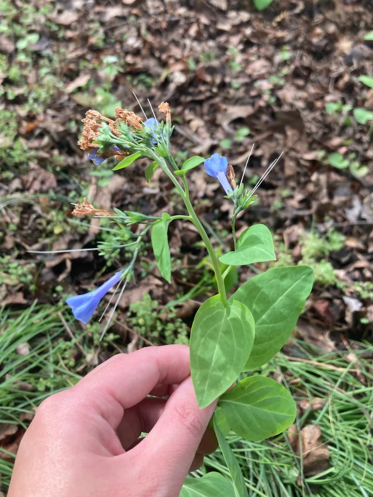 Mertensia Virginica