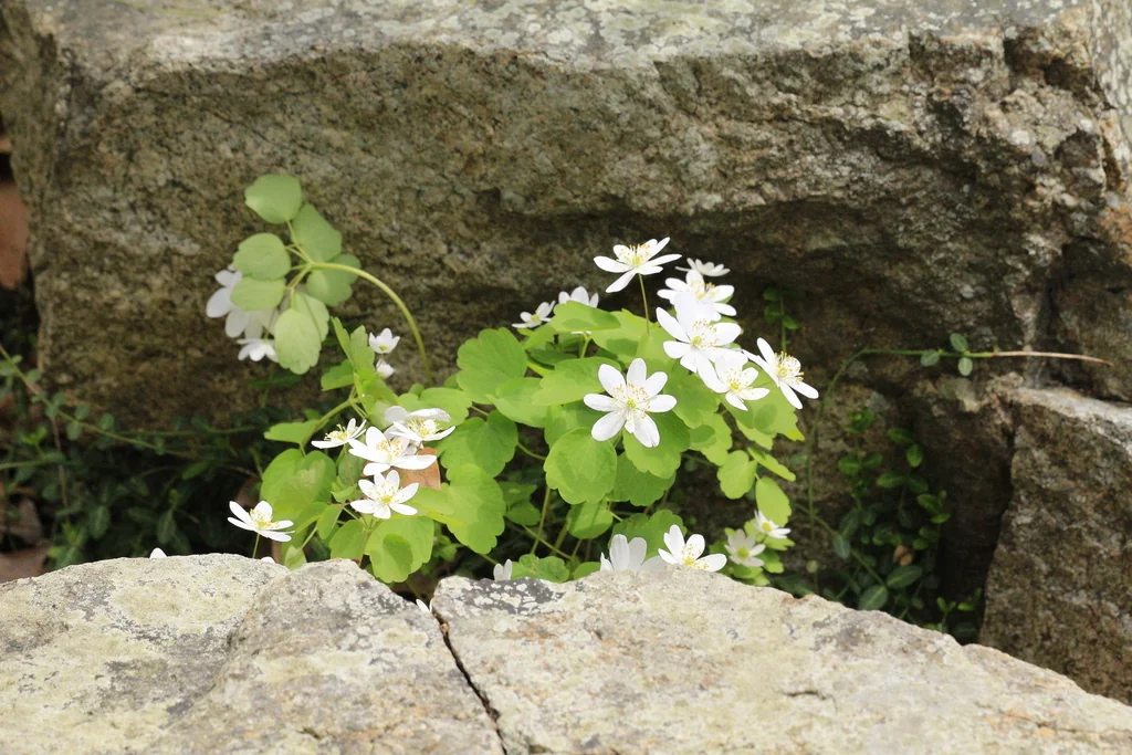 Anemonella Thalictroides