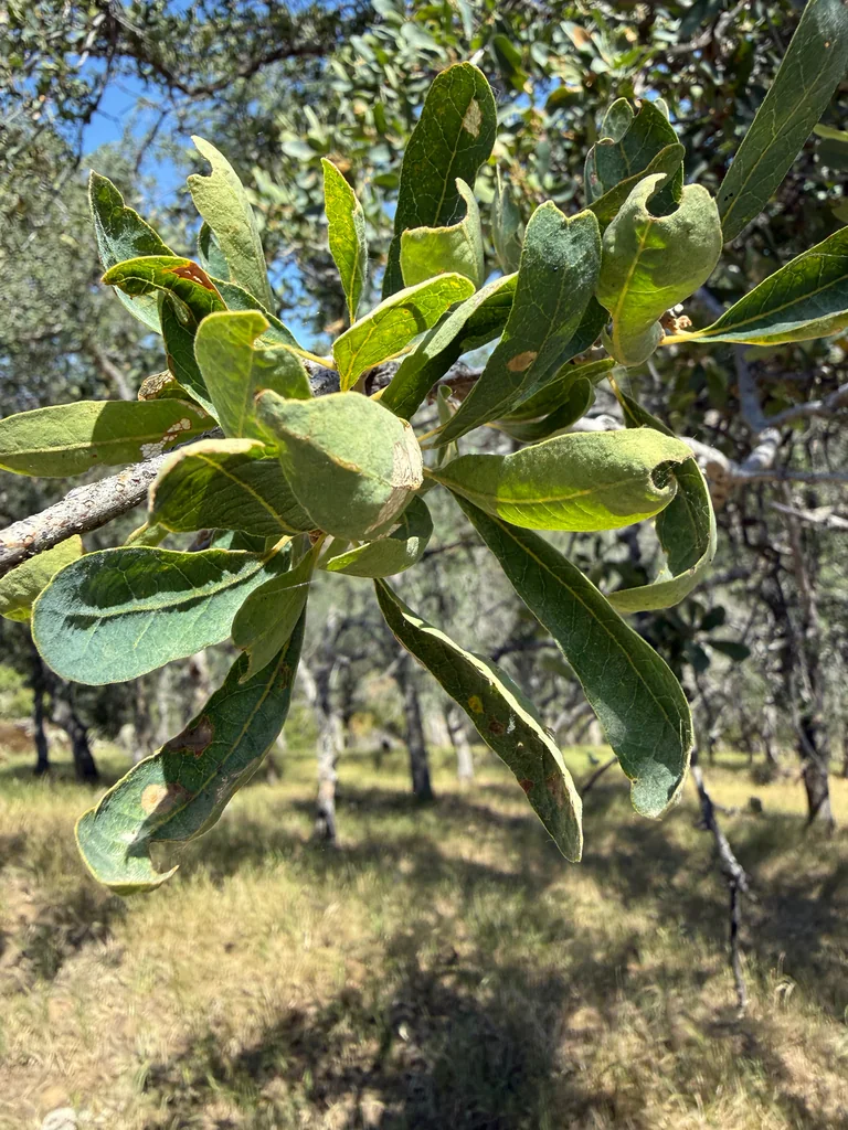 Quercus dumosa