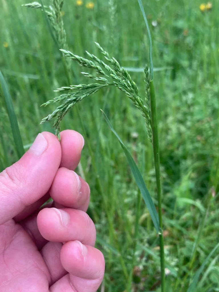 Poa Pratensis