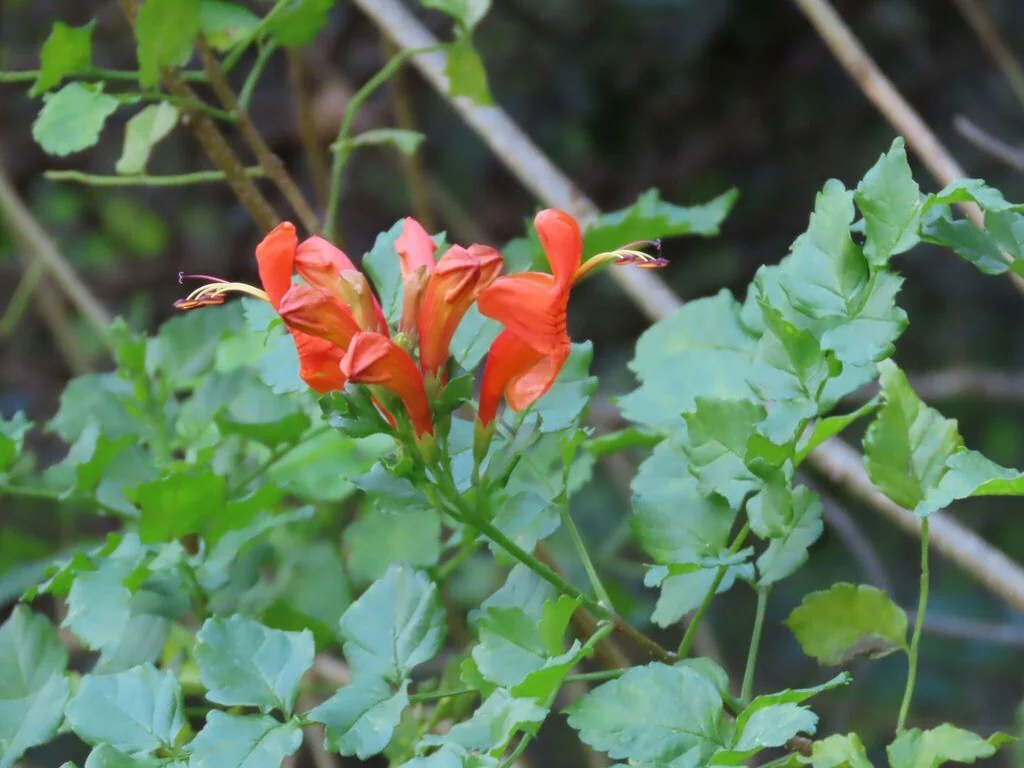 Tecoma Capensis