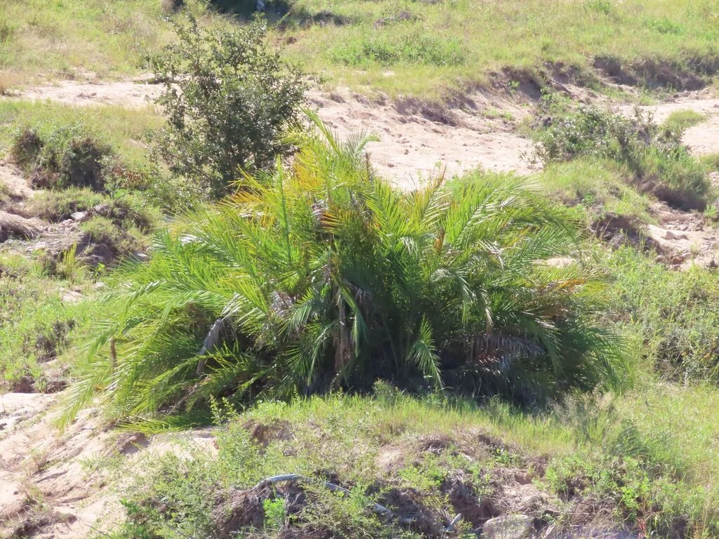 Phoenix reclinata