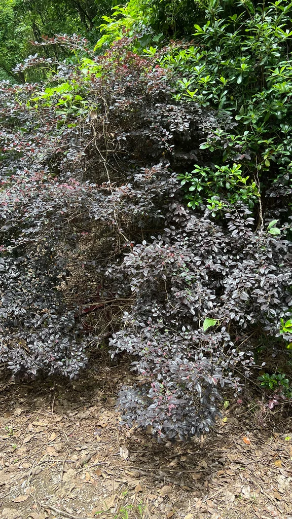 Loropetalum chinense