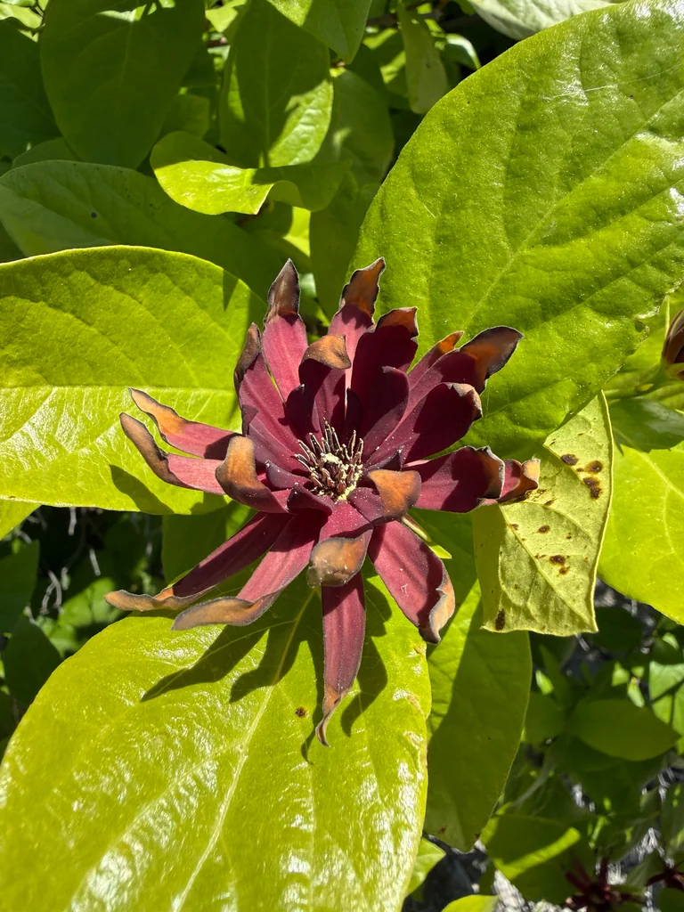 Calycanthus Occidentalis
