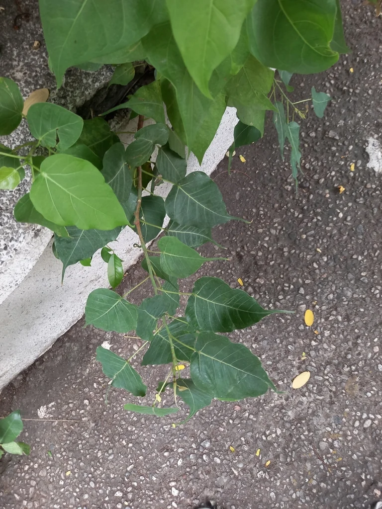 Ficus Religiosa