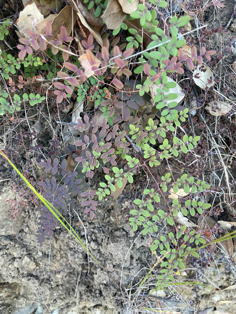 Pellaea Andromedifolia