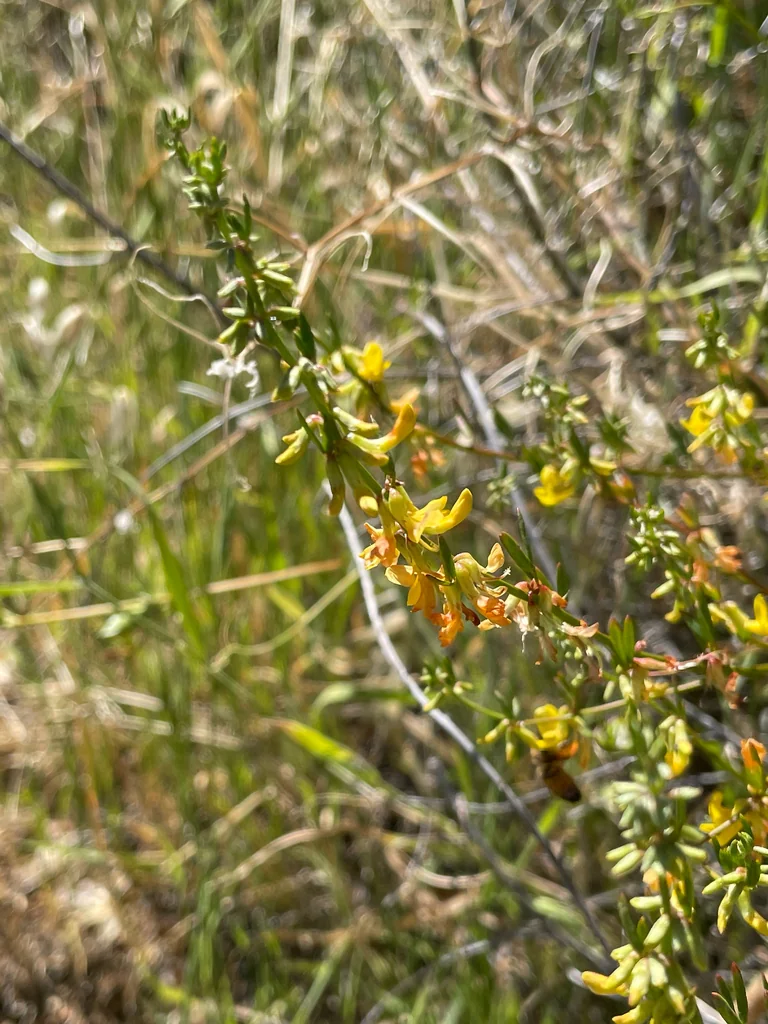 Lotus Scoparius