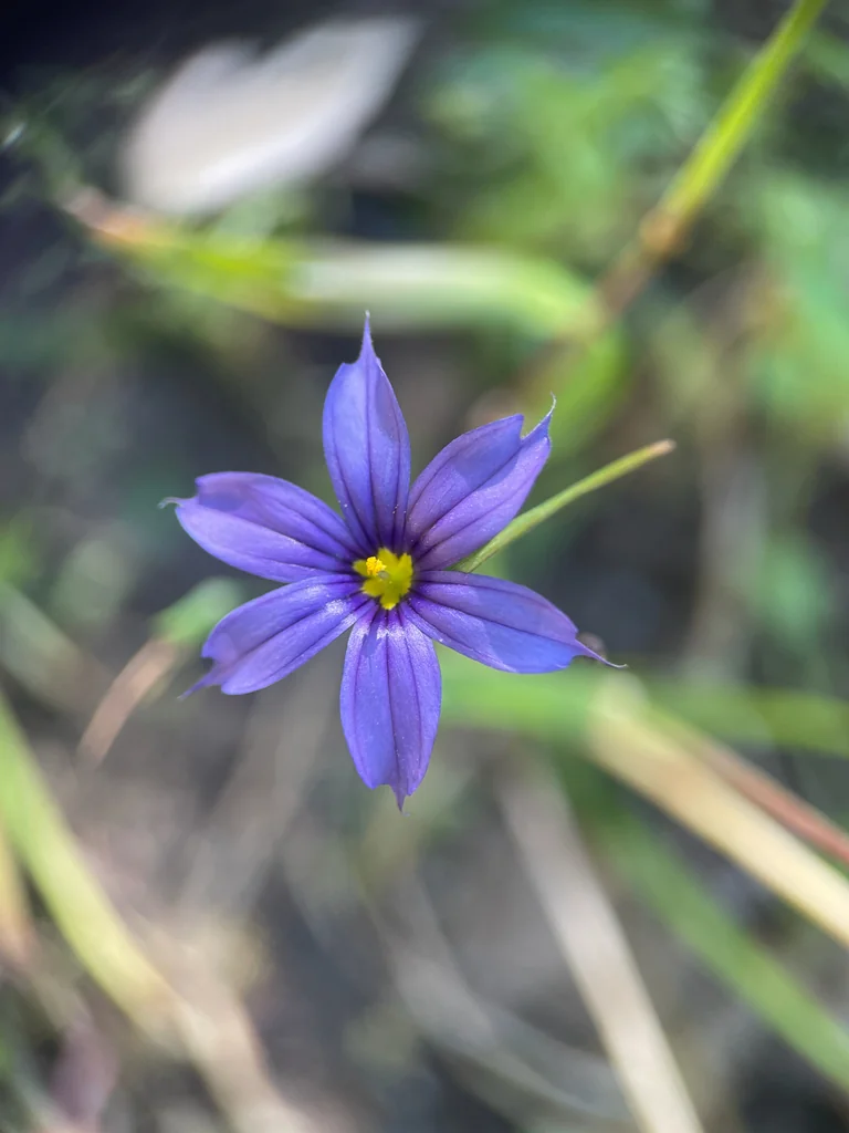Sisyrinchium Bellum