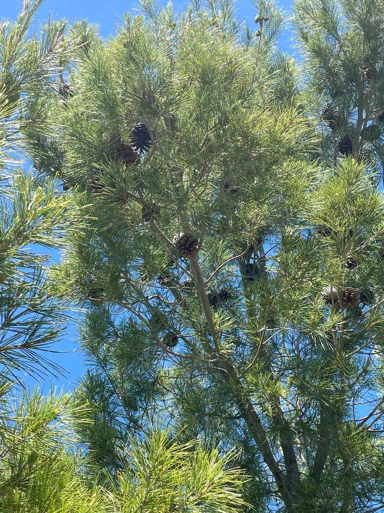 Pinus Halepensis