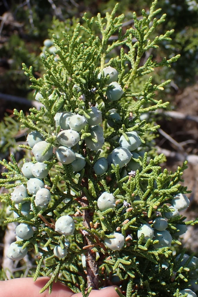 Juniperus Californica