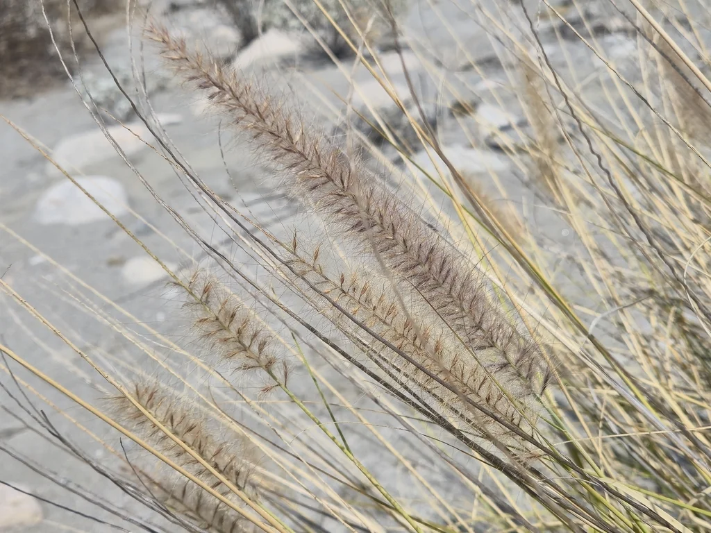 Pennisetum Setaceum