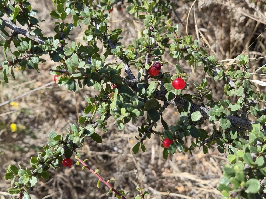 Rhamnus Crocea