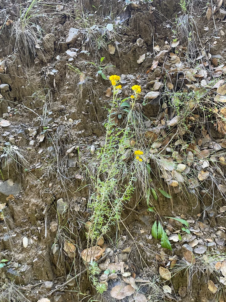 Eriophyllum Confertiflorum