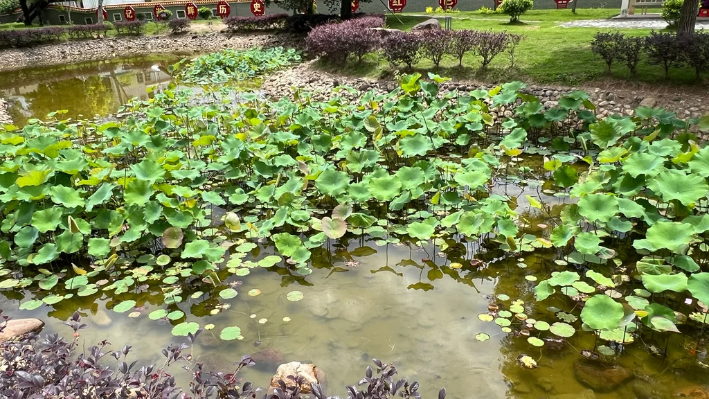 Nelumbo Nucifera