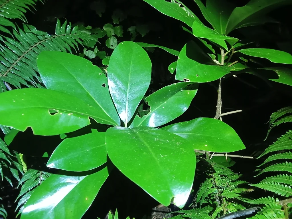 Corynocarpus Laevigatus