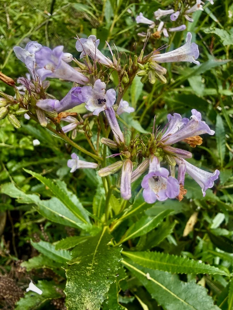 Eriodictyon Californicum