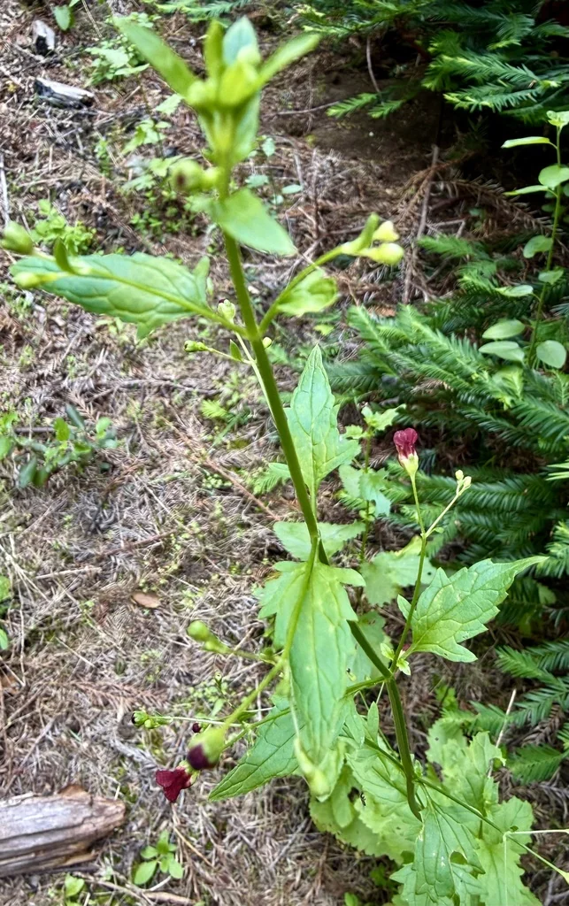 Scrophularia Californica