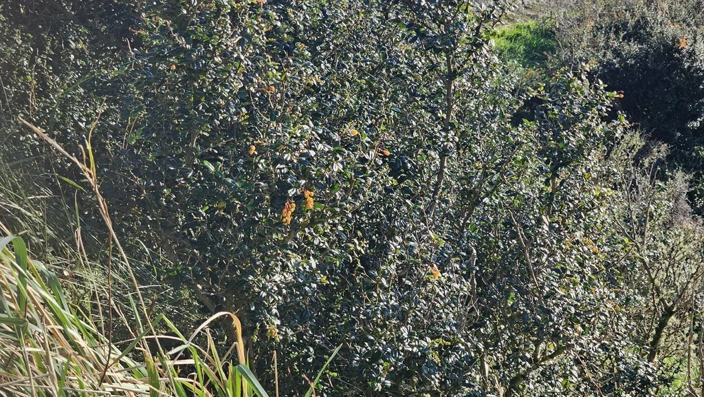 Berberis Darwinii