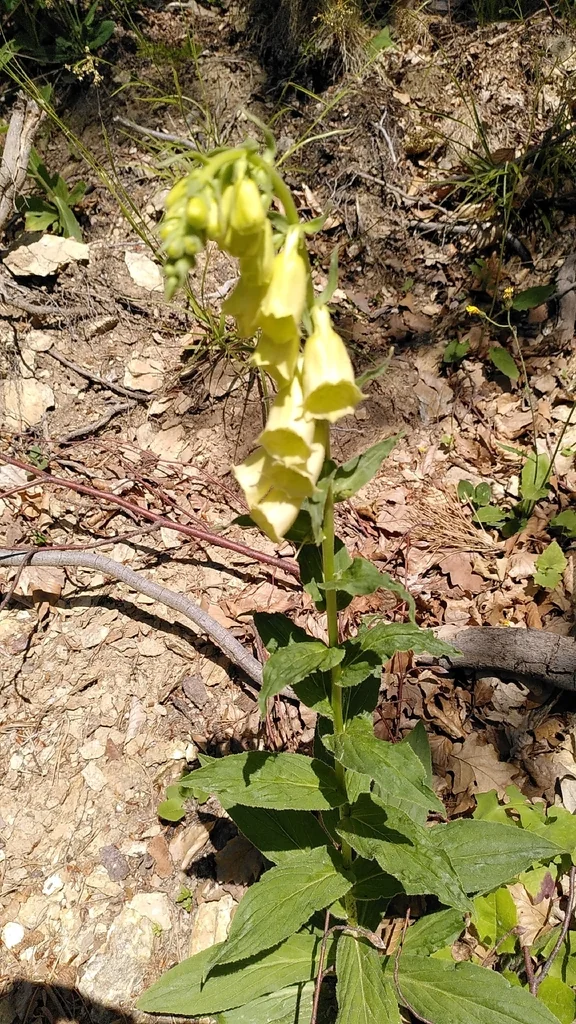 Digitalis Grandiflora