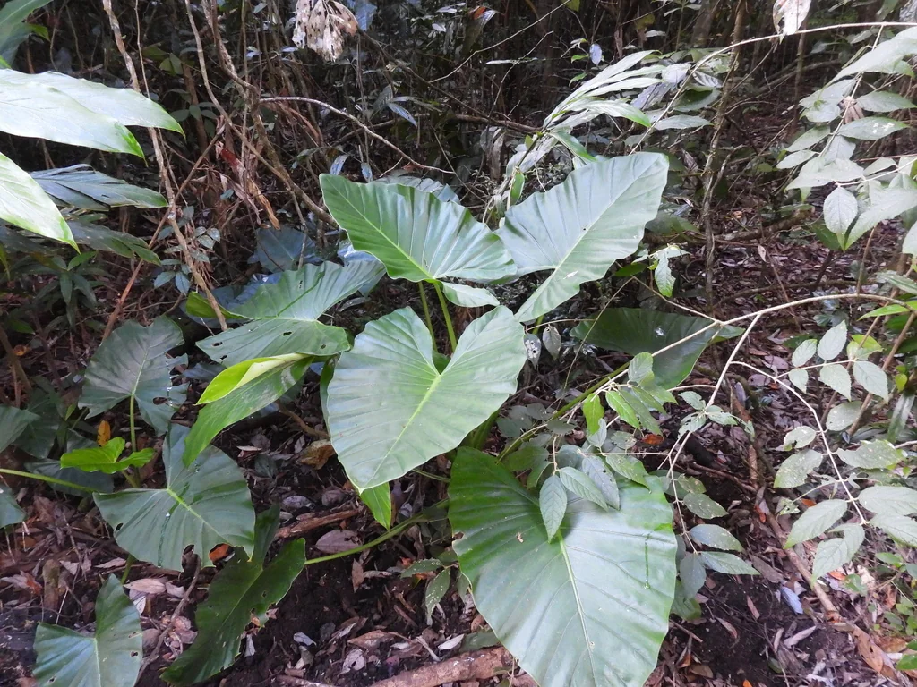 Alocasia amazonica