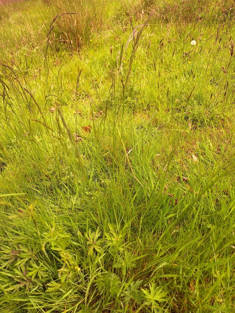 Festuca Rubra