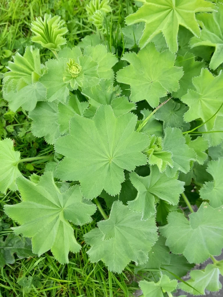Alchemilla Mollis