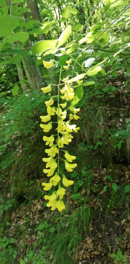 Laburnum Anagyroides