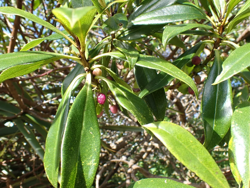 Myoporum Laetum
