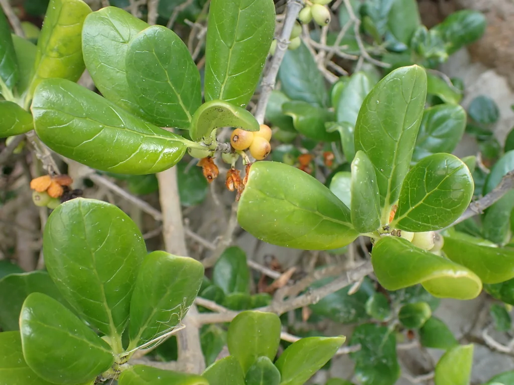 Coprosma repens