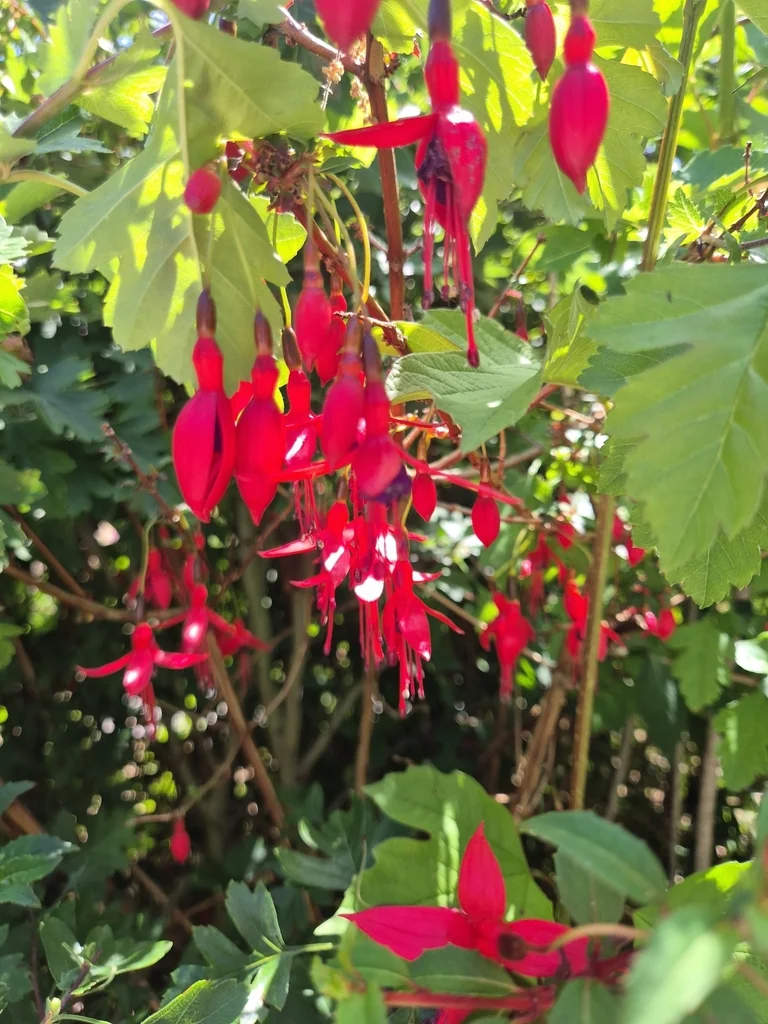 Fuchsia Magellanica