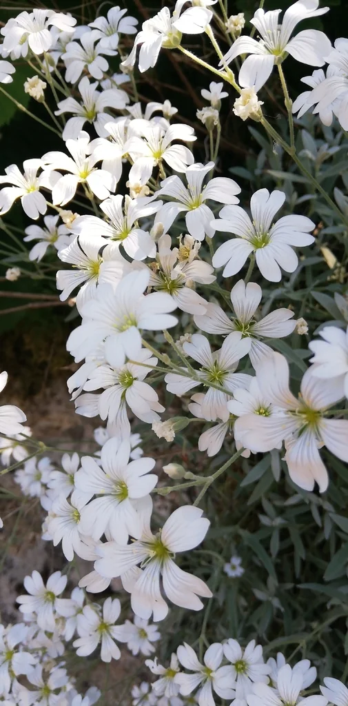 Cerastium tomentosum
