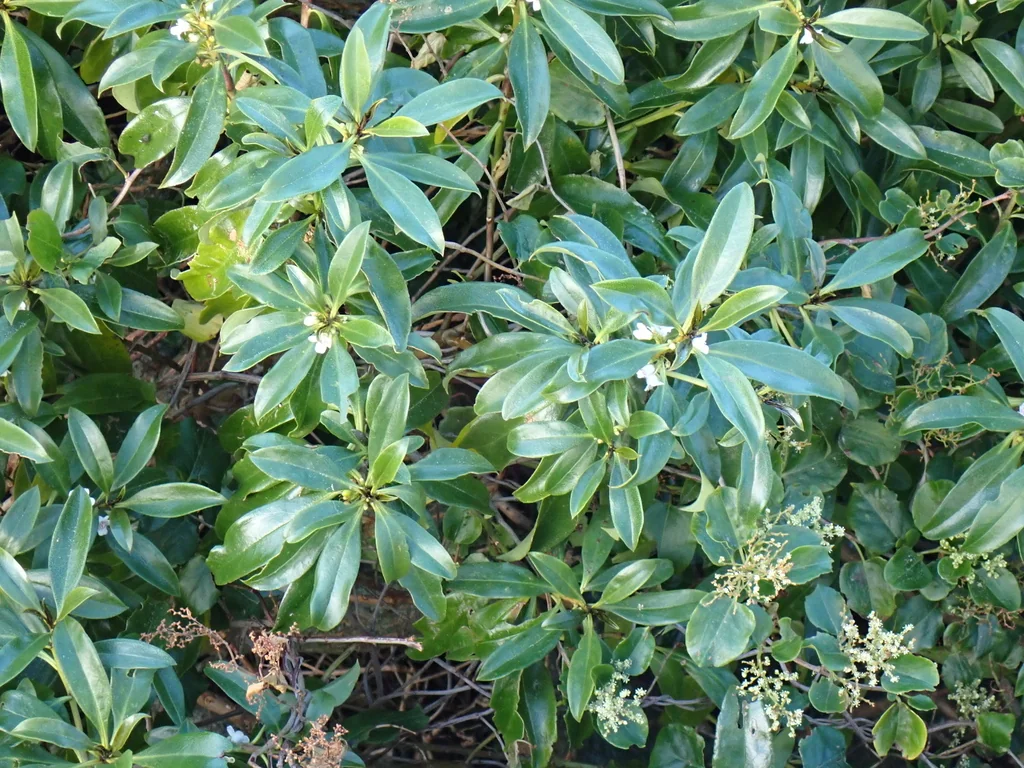 Myoporum Laetum