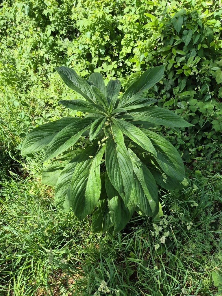 Echium Pininana