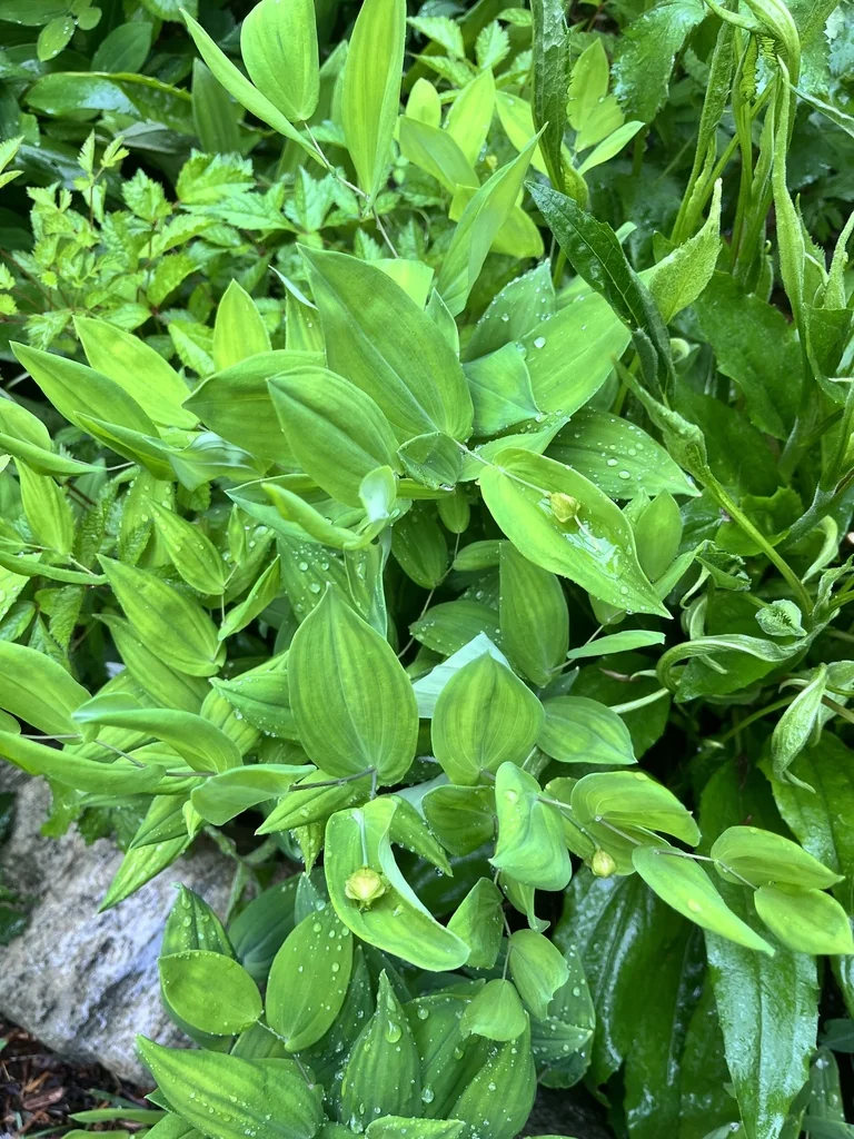 Uvularia Perfoliata