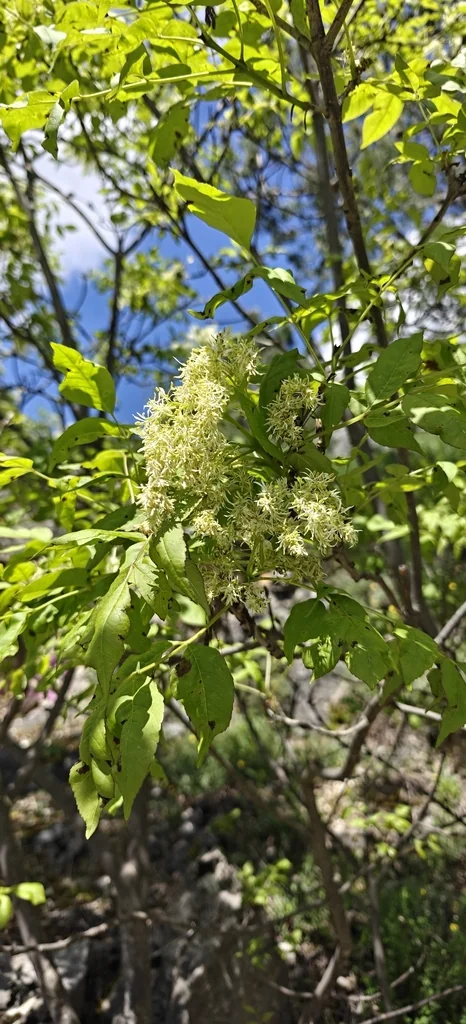 Fraxinus Ornus
