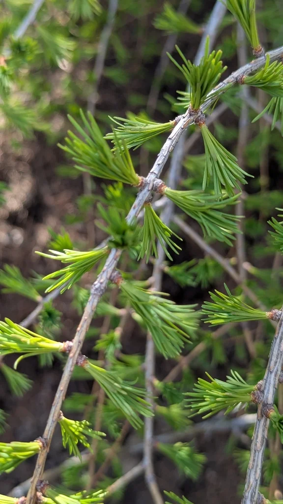 Larix Occidentalis