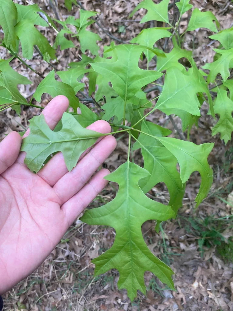 Quercus Palustris