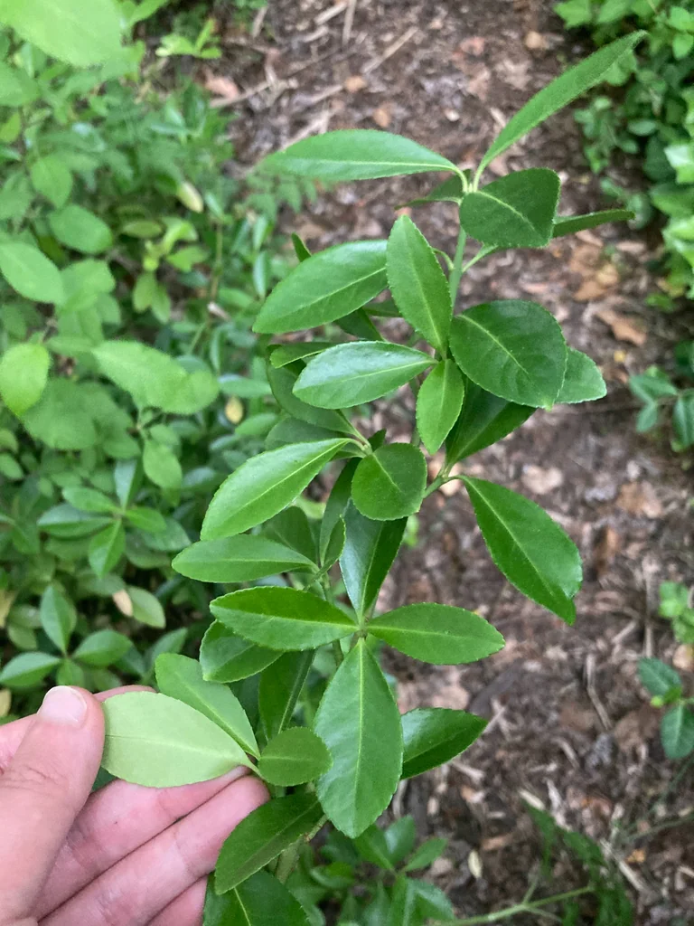 Euonymus Japonicus