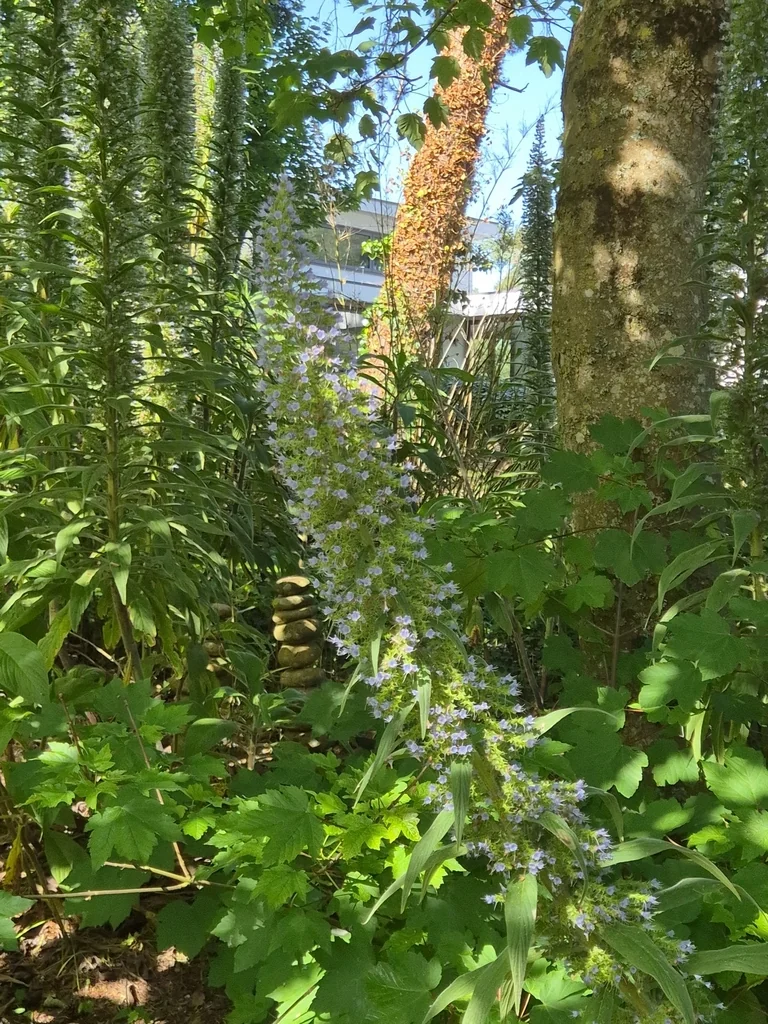 Echium Pininana