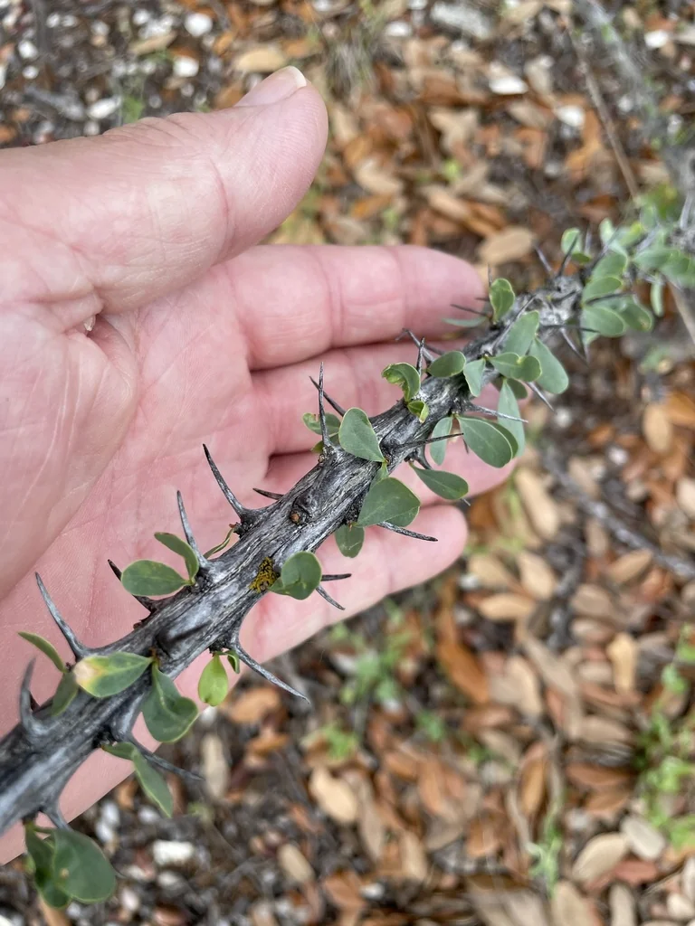 Fouquieria Splendens